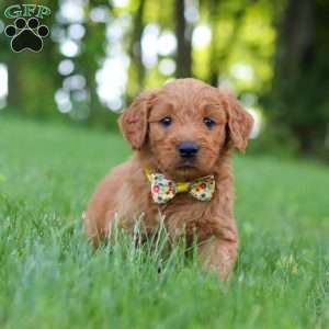 Theo, Goldendoodle Puppy